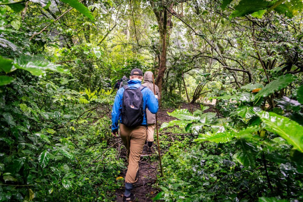 Uganda chimp trek