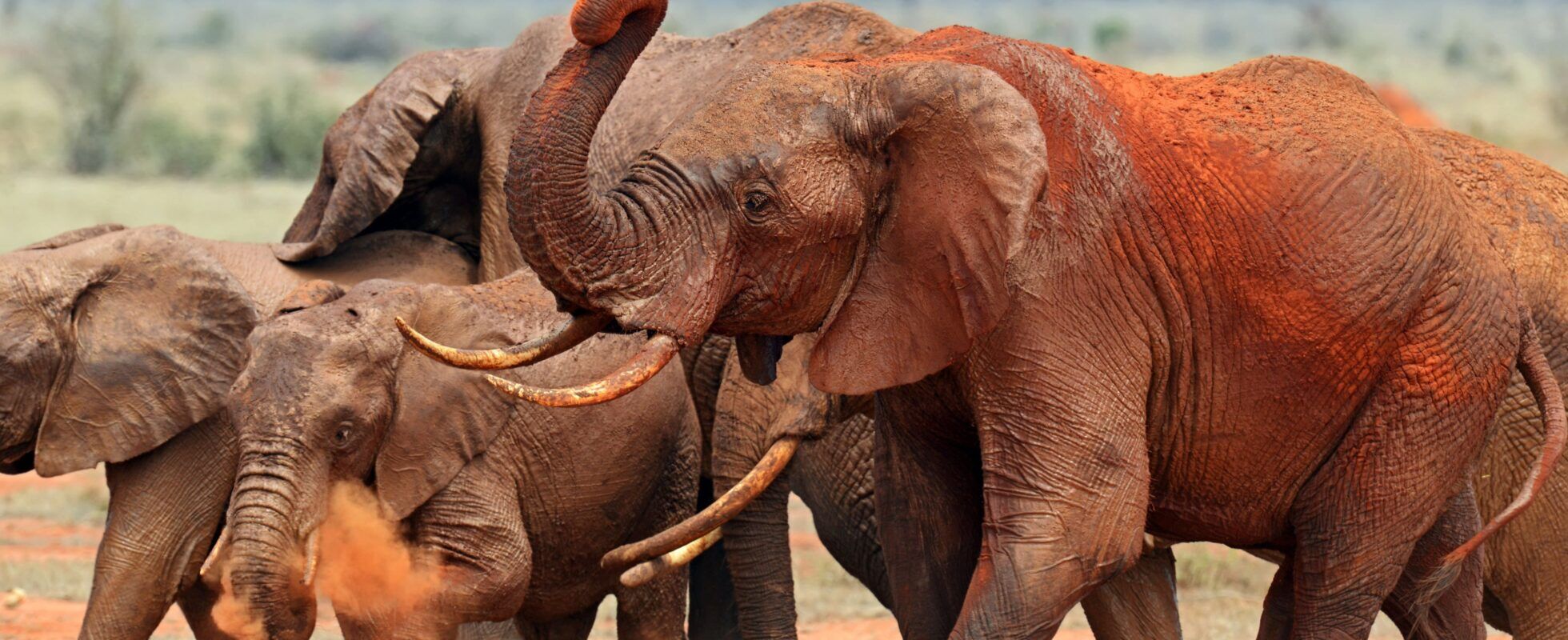 Elephant herd covered with red dust in Tsavo East National Park Kenya
