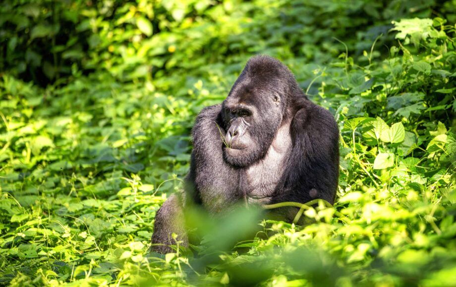 Silverback gorilla sitting in a green surrounding in Bwindi