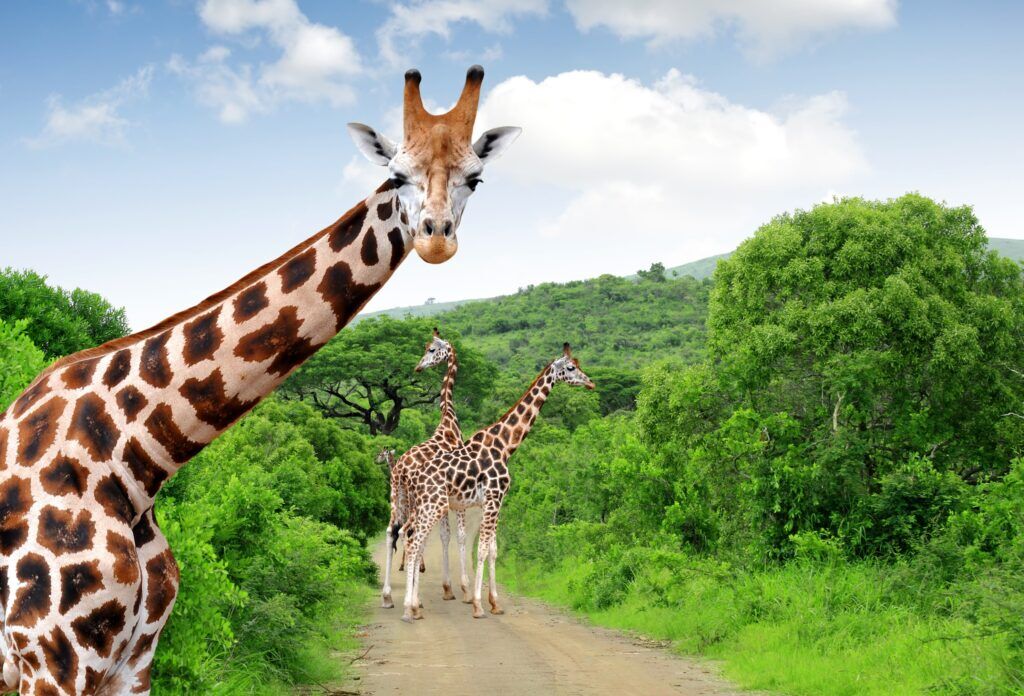 Three giraffes on a road surrounded by greenery