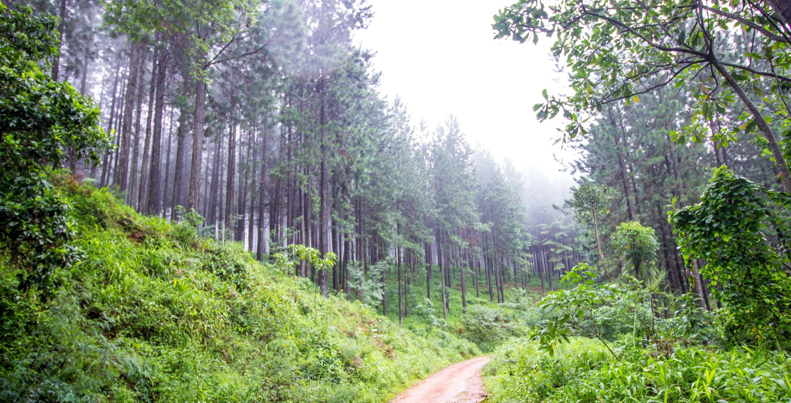 Drive from Waterberg to Magoebaskloof