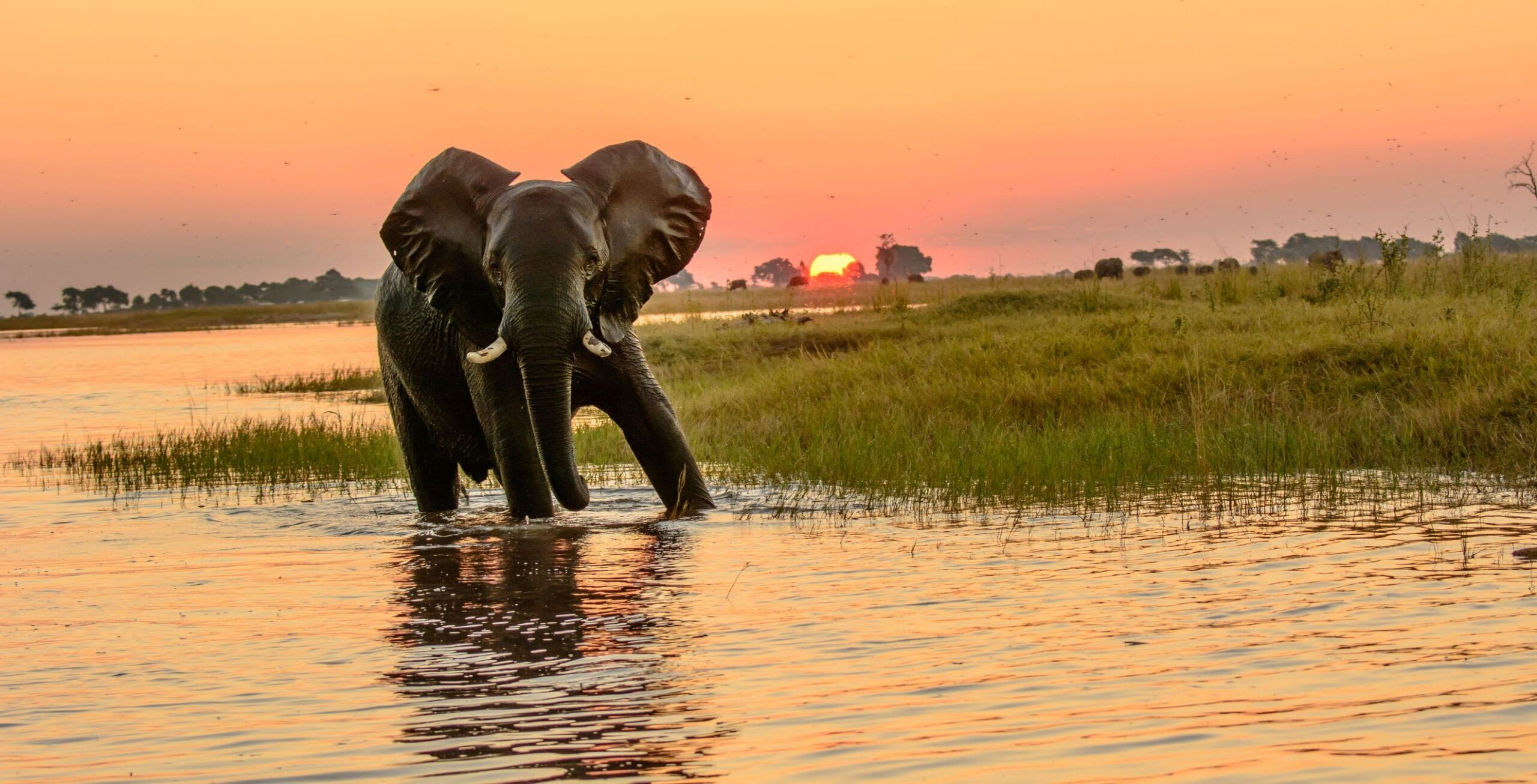 Chobe Riverfront (Chobe National Park)