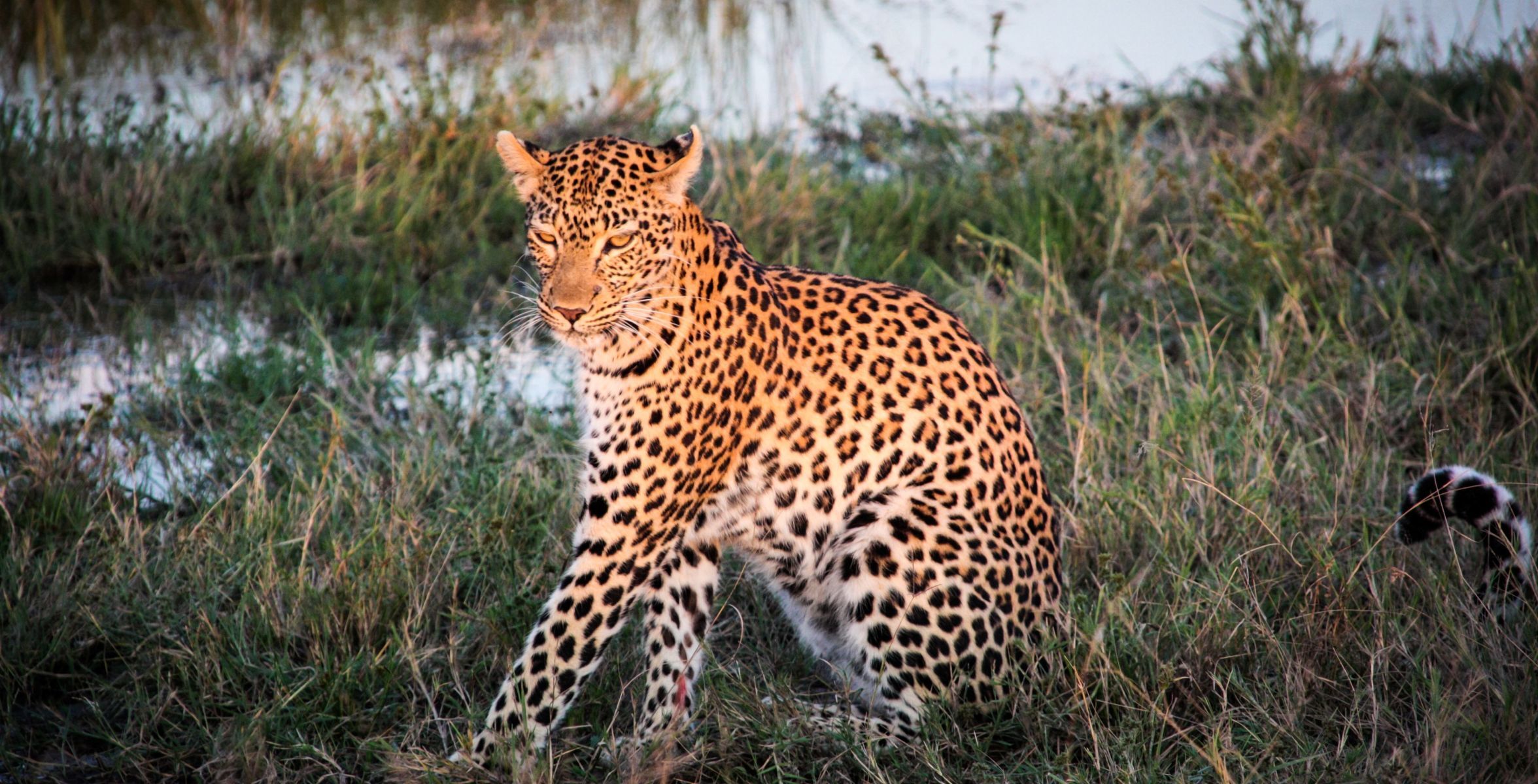 Savuti (Chobe National Park)