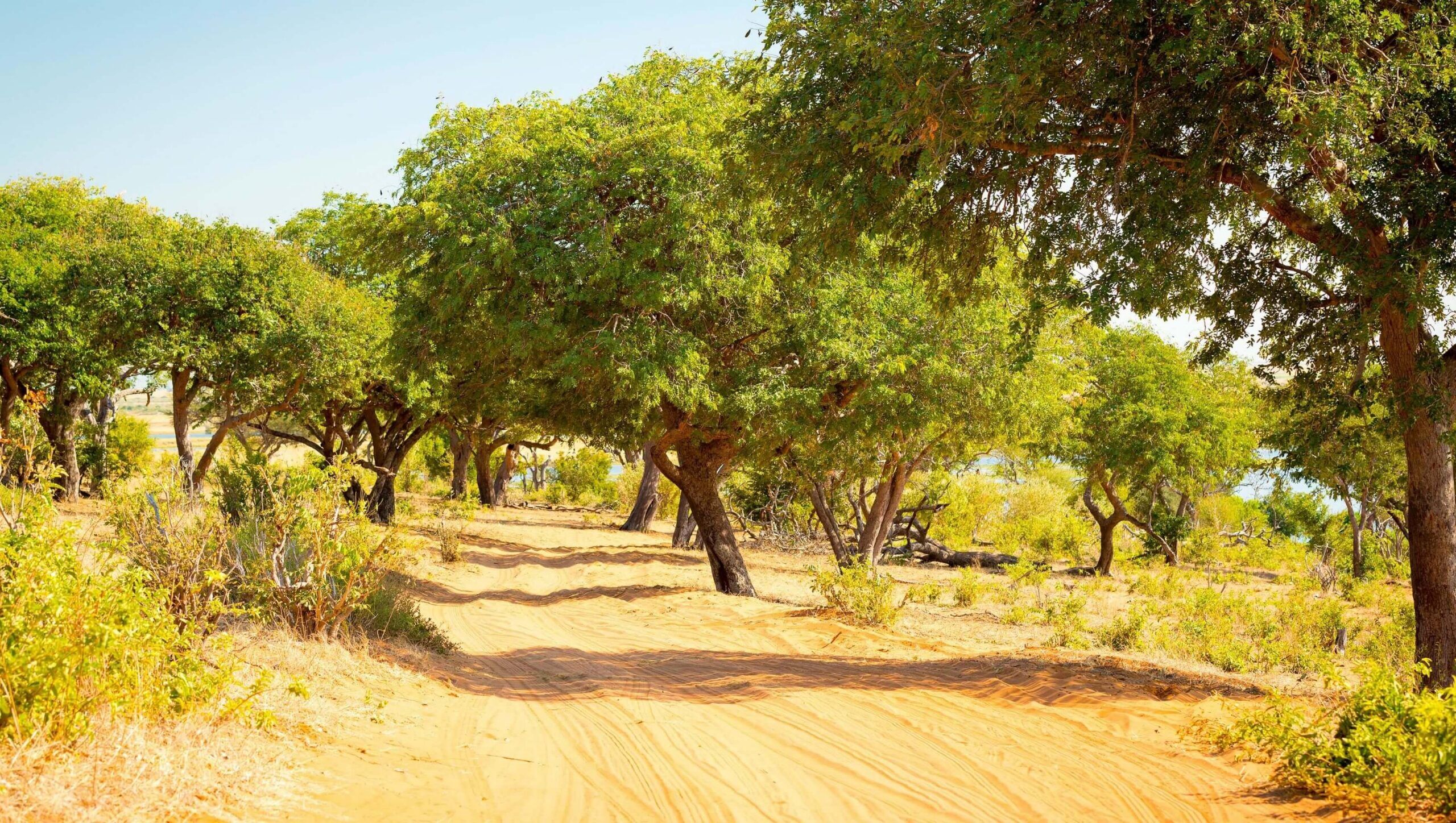 Drive from Chobe Riverfront to Savuti