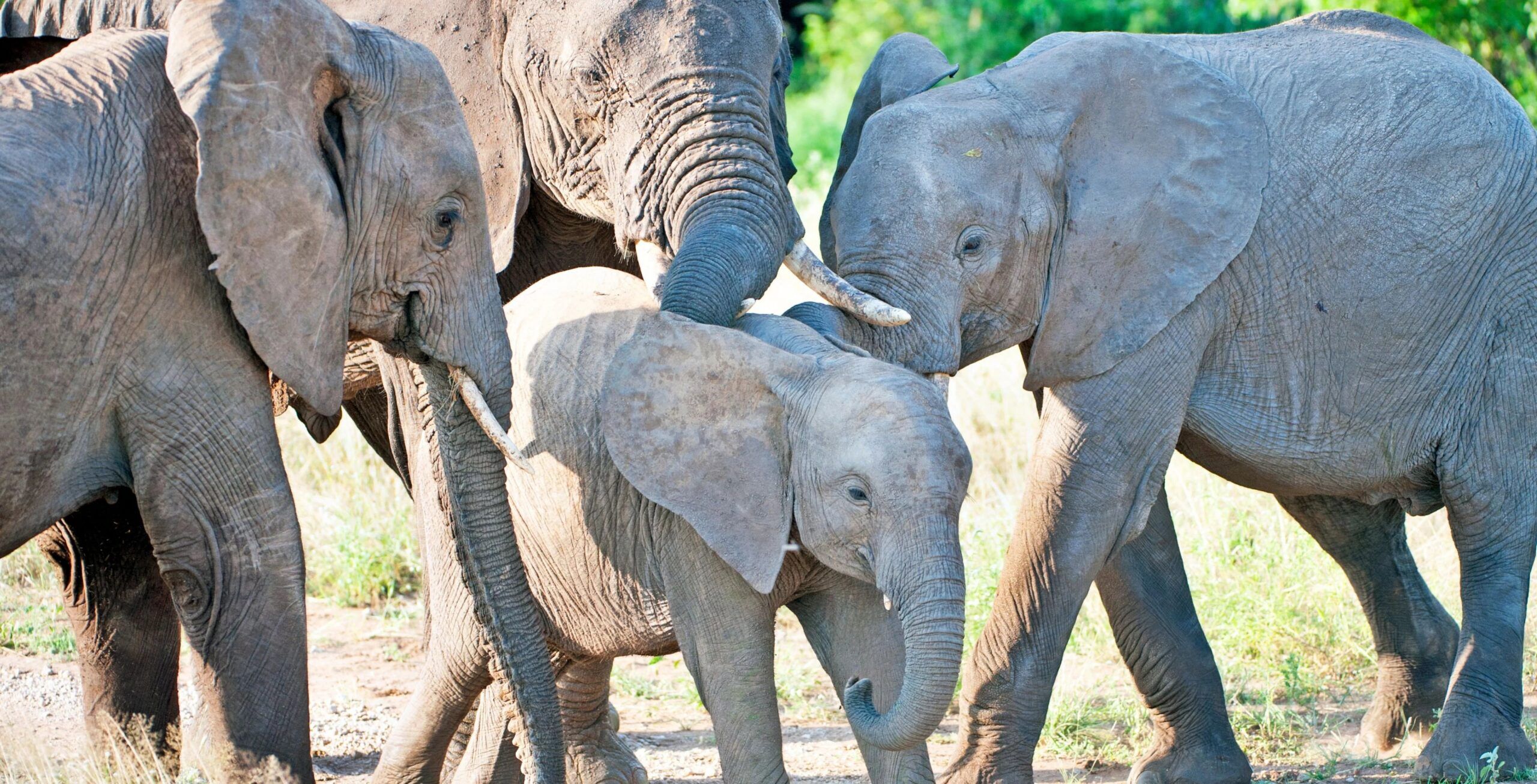 Samburu National Reserve