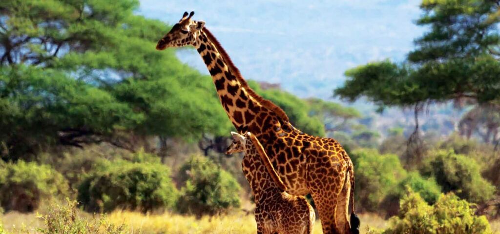 Giraffe mother and giraffe baby in light grass with trees in the background