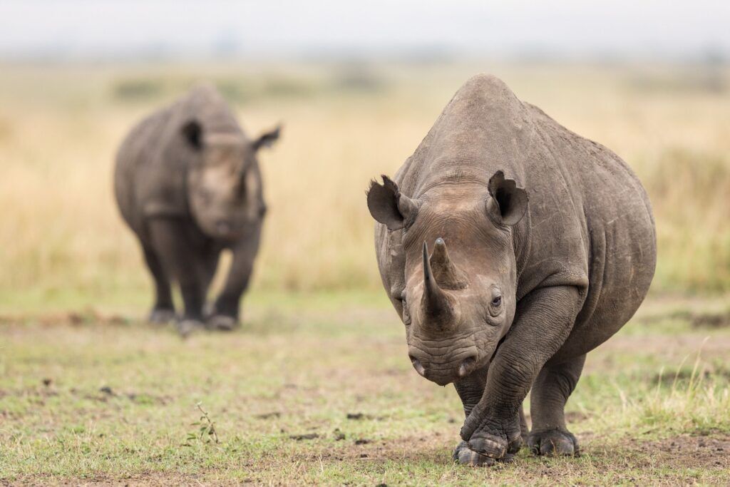 Two black rhinos walking in the Masai Mara on light grass