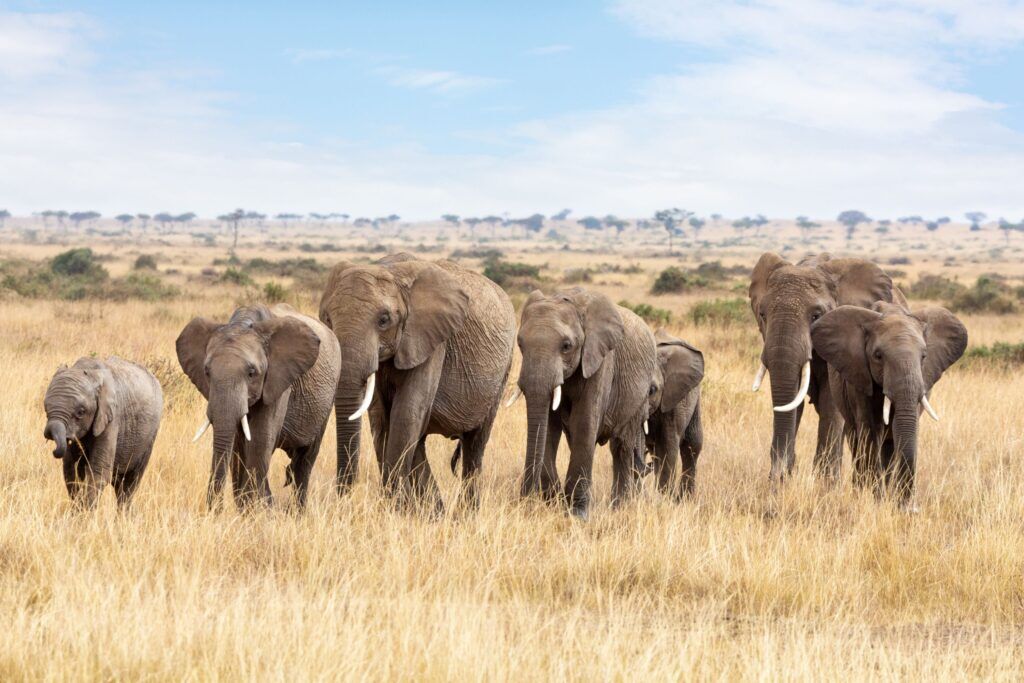 Herd of elephants walking through the high yellow grass of Masai Mara