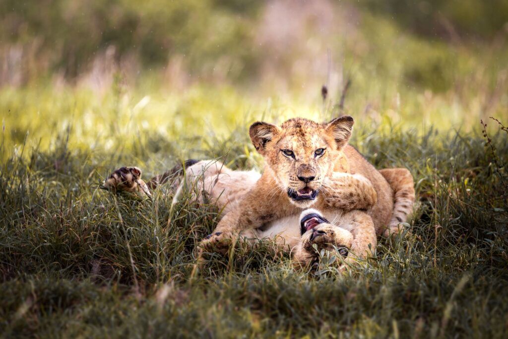 Two lion cubs playing in the green grass