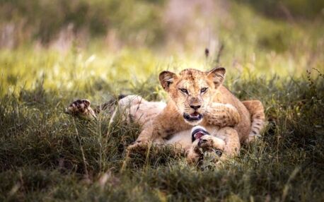 Two lion cubs playing in the green grass