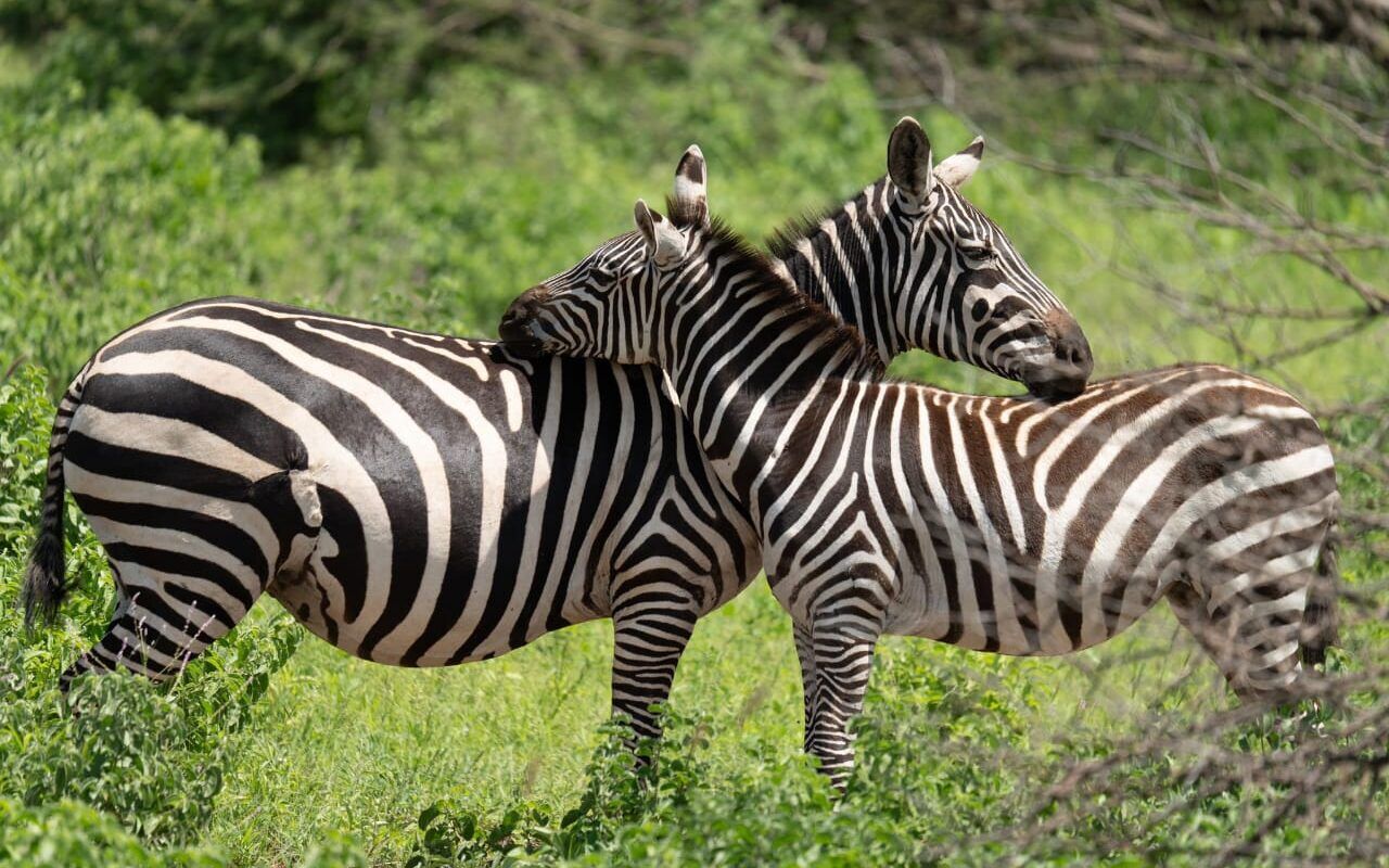 Zebra's Kenya