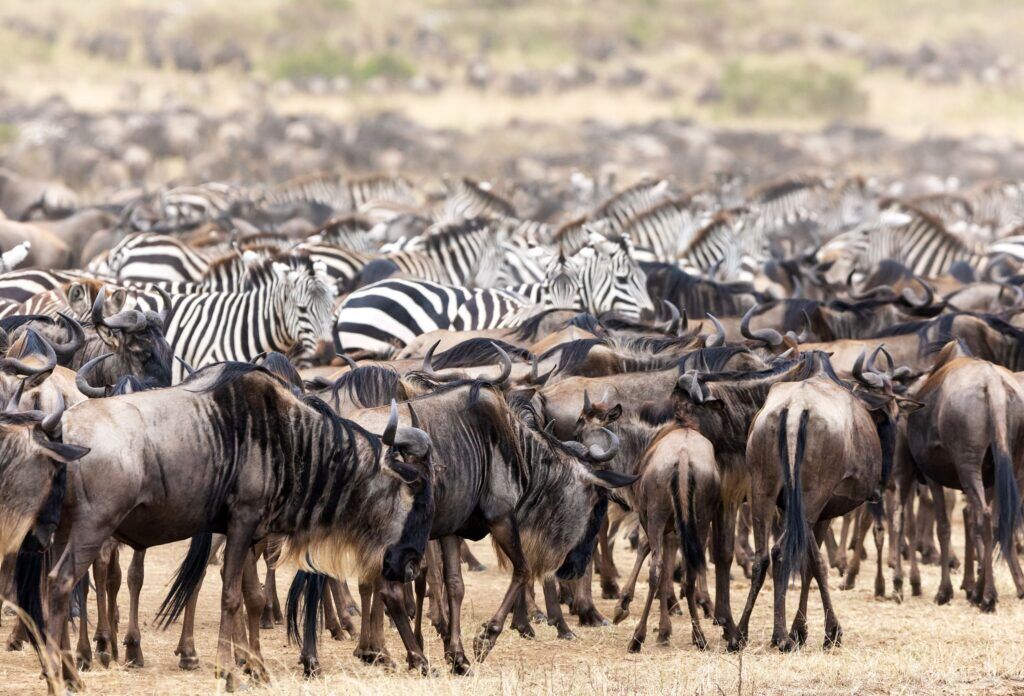 Great migration masai mara