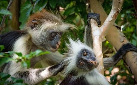 Two red colobus monkey sitting on a branch, one grooms the other