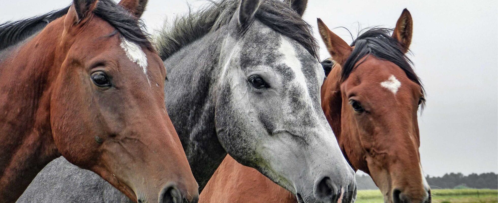 A grey horse stands in between to brown horses