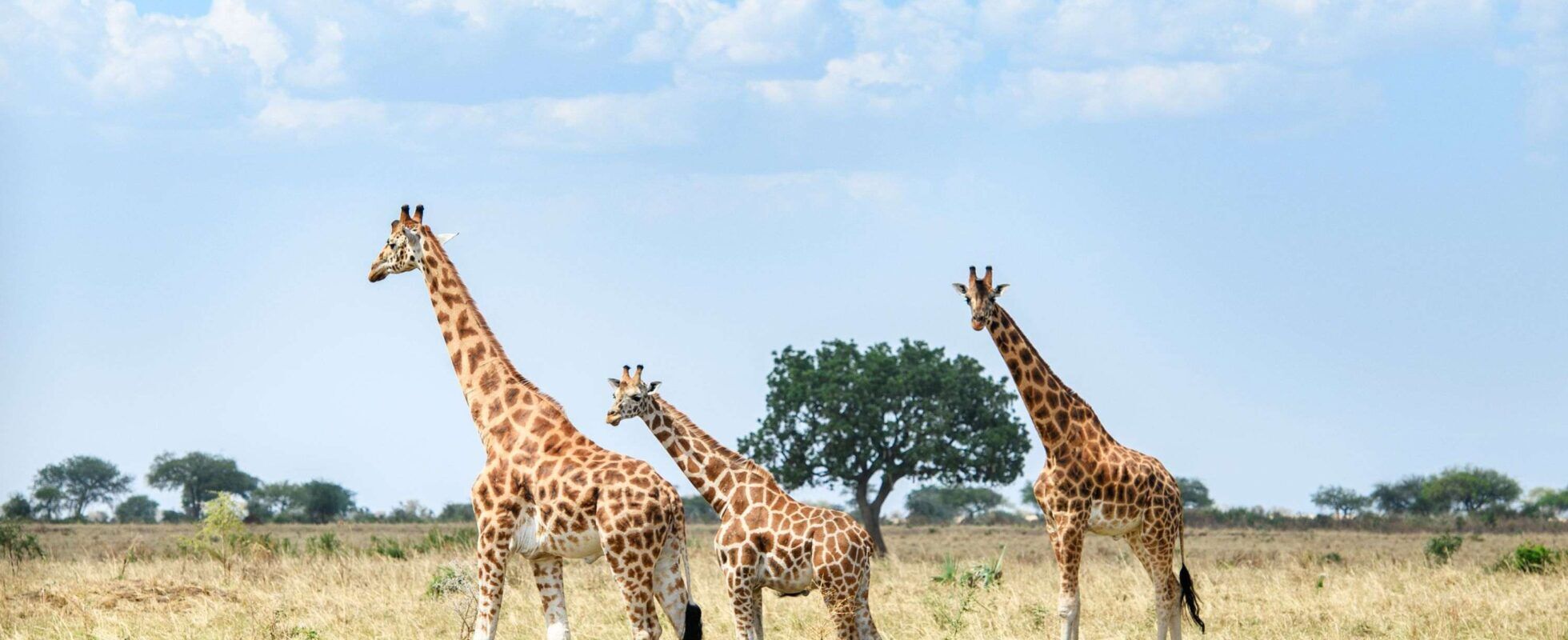 Three giraffes roaming through the yellow grass with tree in the background