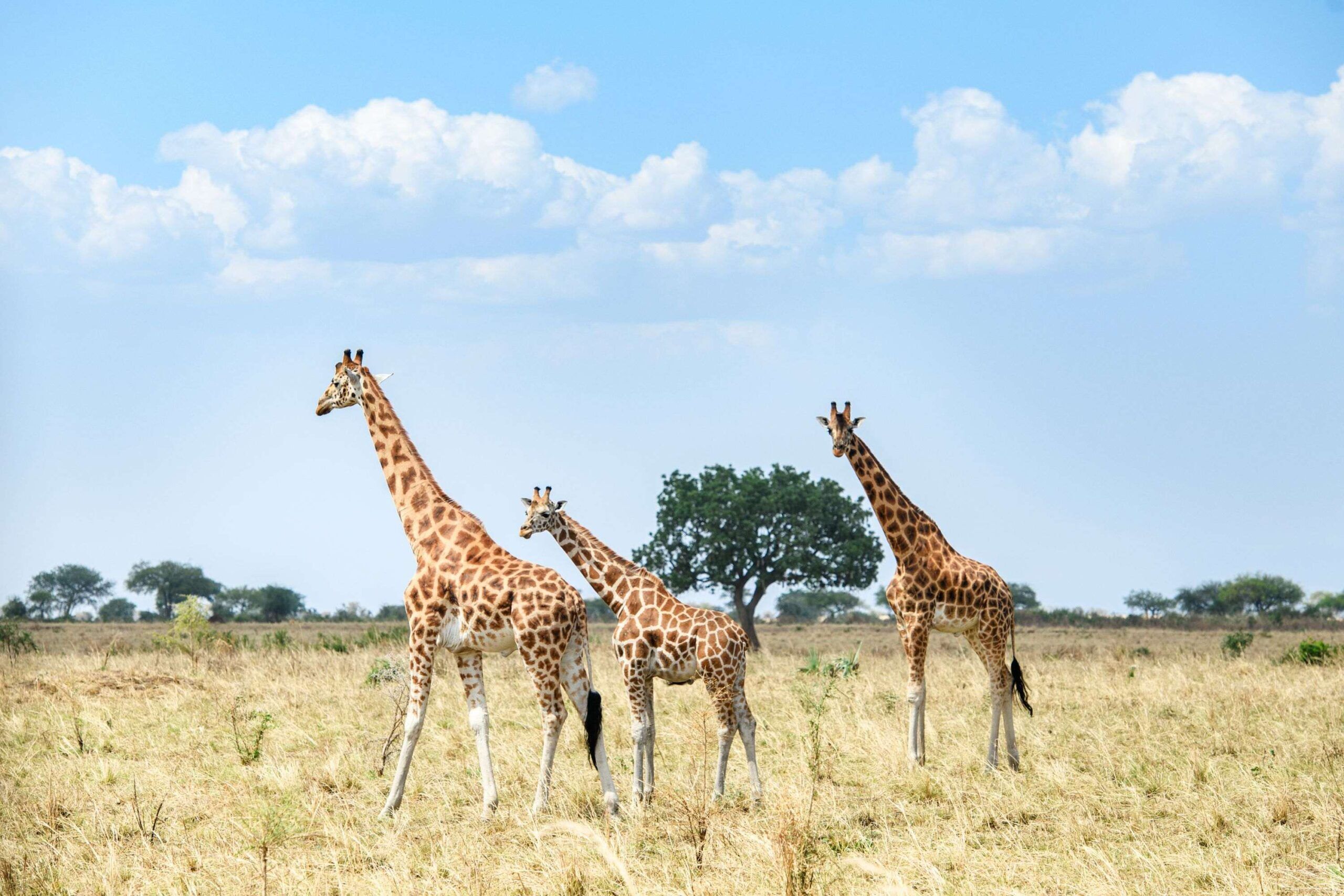 Walking Safari in Kidepo Valley National Park