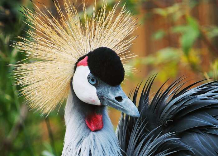 grey-crowned-crane