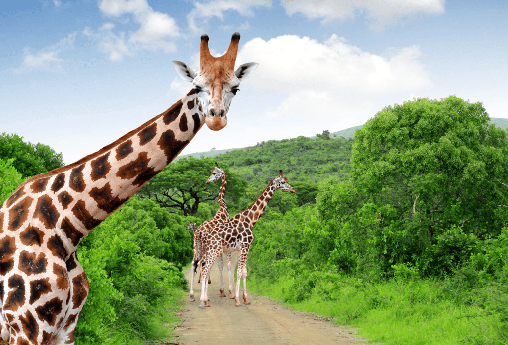 South Africa_Kruger National Park_Giraffes