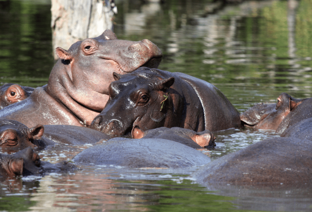 South Africa_Kruger National Park_Hippos