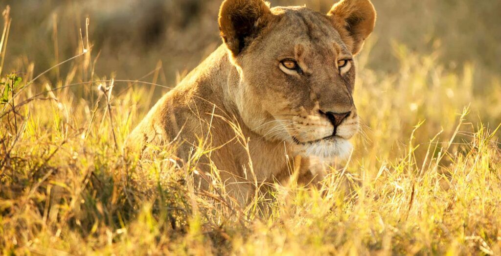 Lioness - Khwai