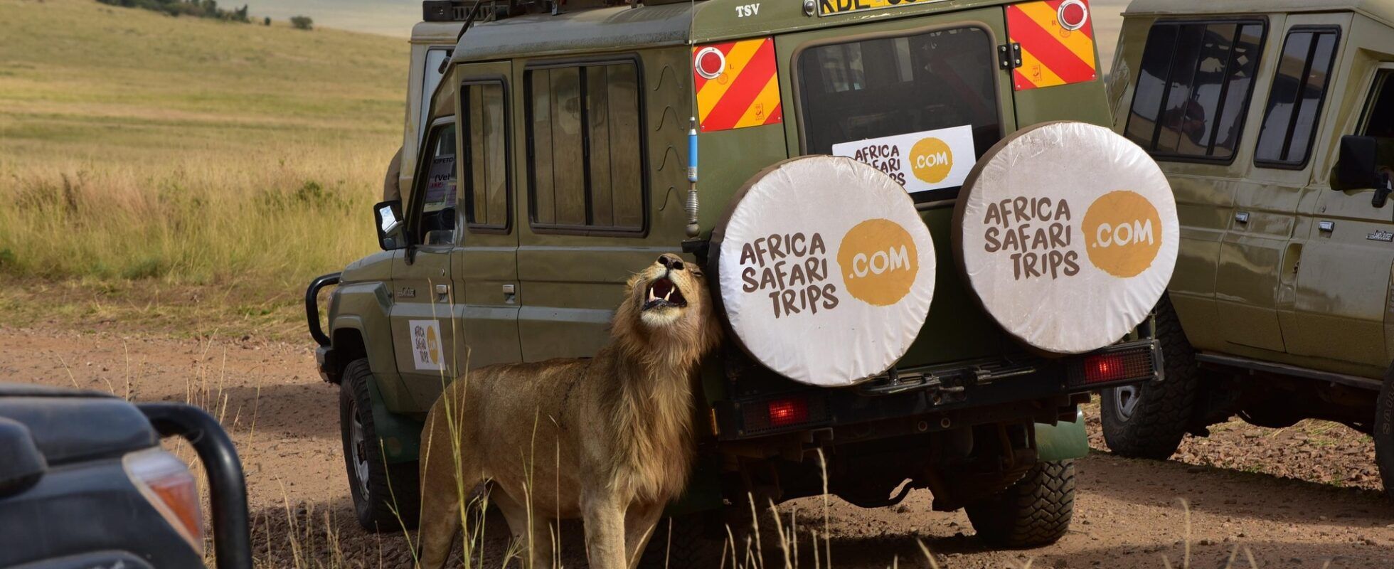 Lion standing beside an Africa Safari Trips safari vehicle in the Maasai Mara, Kenya, during a wildlife game drive across the open savannah.
