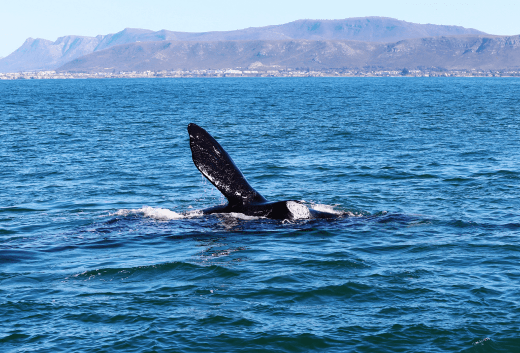 A southern right whale swimming off the coast of Hermanus, South Africa.