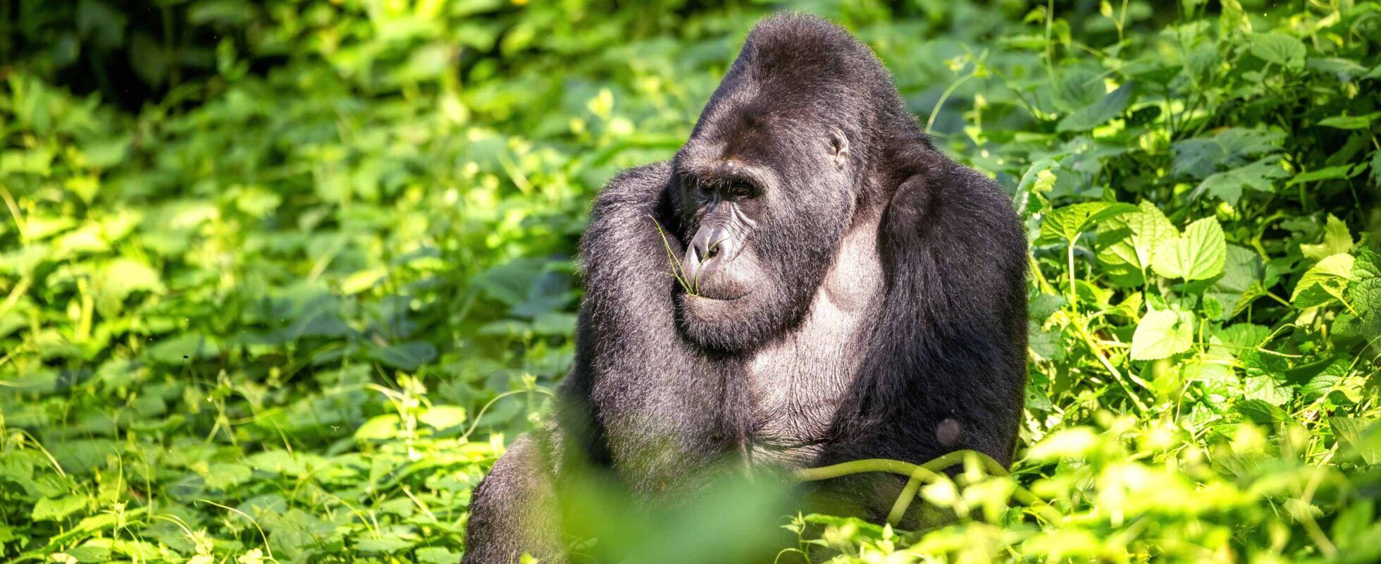 Silverback gorilla sitting in a green surrounding in Bwindi