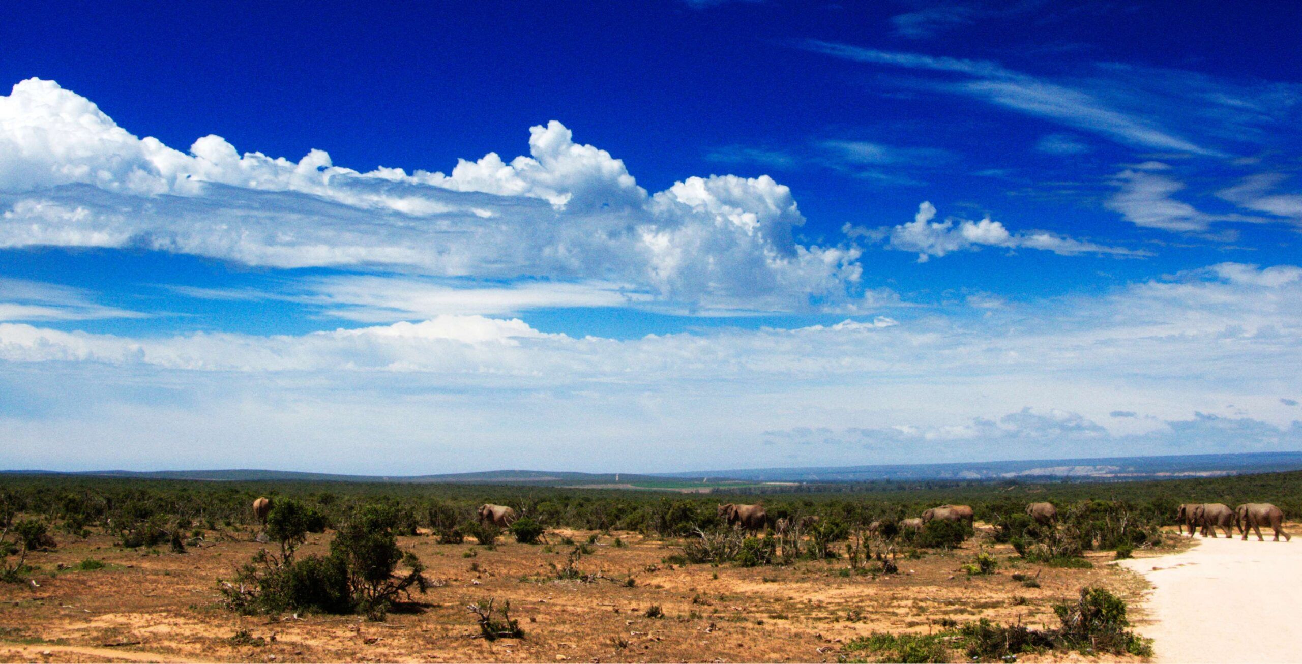 Drive from Jeffreys Bay to Addo Elephant National Park