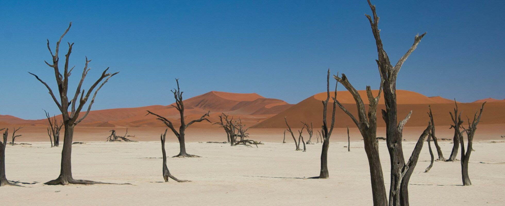 Several dead trees in Deadvlei Sossusvlei with dunes in the background