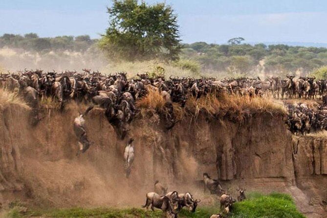 Masai mara Migration