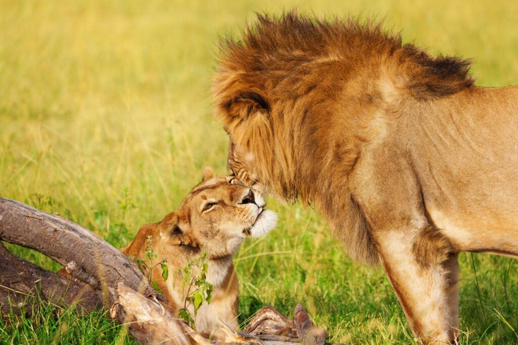 Lioness lying in the green grass, lion snuggles up against her head