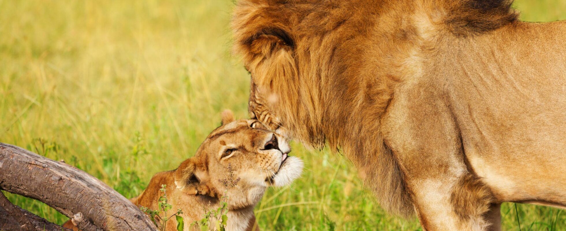 Lioness lying in the green grass, lion snuggles up against her head