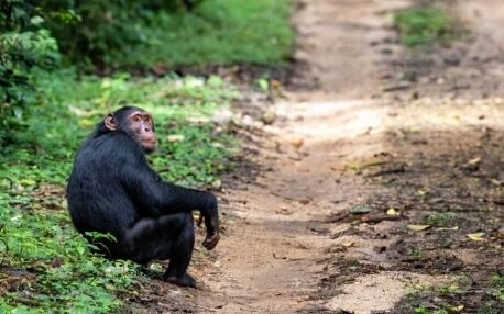 Chimpanzees Kibale Uganda