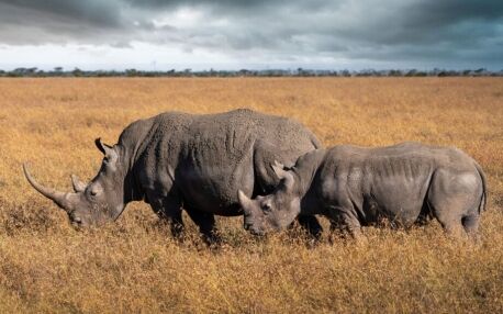 Two black rhinos in the light grass of Ol Pejeta Conservancy