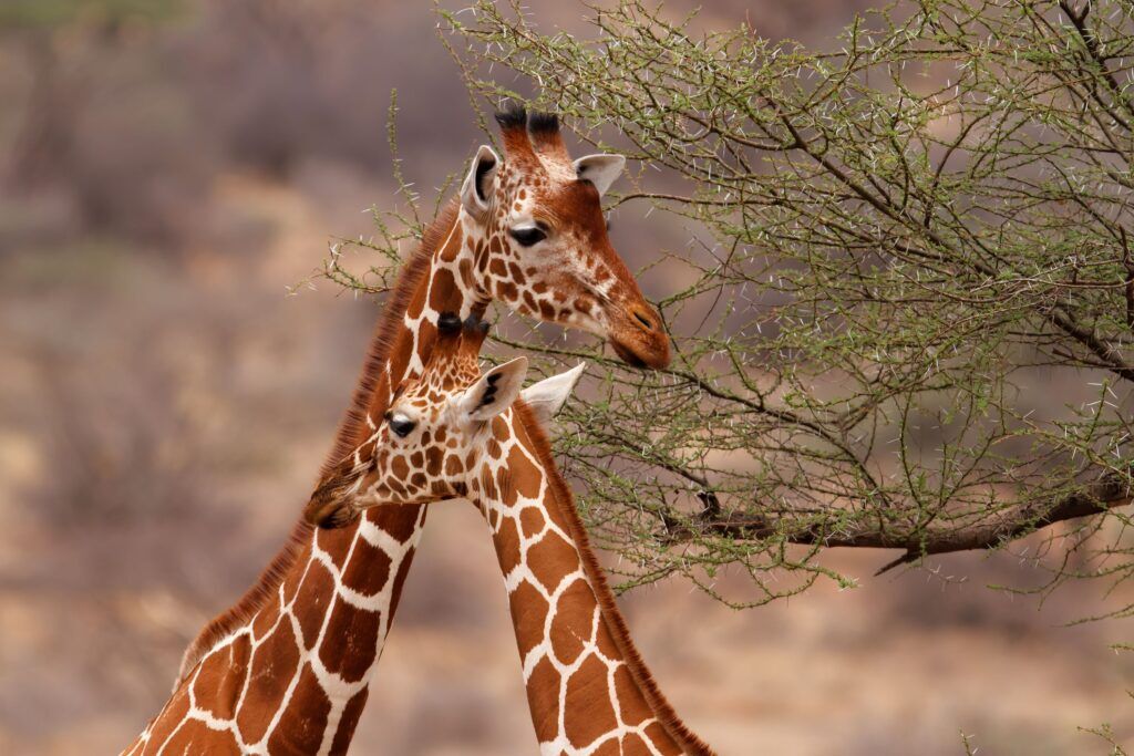 Two reticulated giraffes facing each other