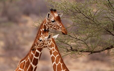 Two reticulated giraffes facing each other