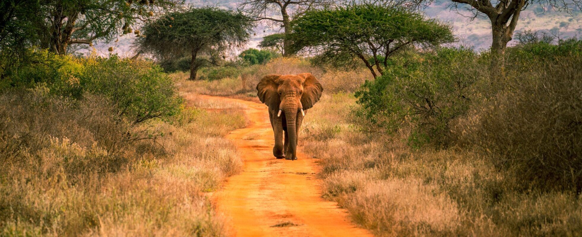 Elephant walking on dusty roads between grass and trees