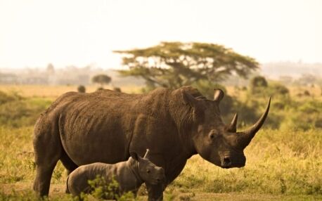 Ziwa Sanctuary Uganda