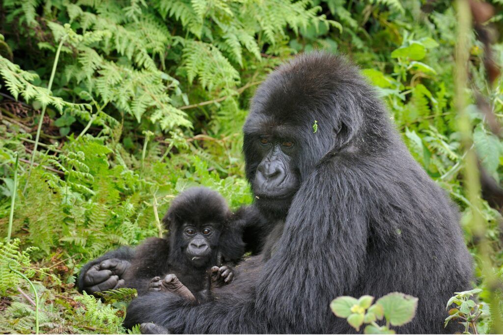 gorilla mum baby