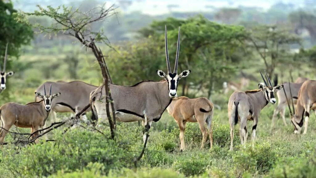 Young and older beisa oryx standing in the green grass