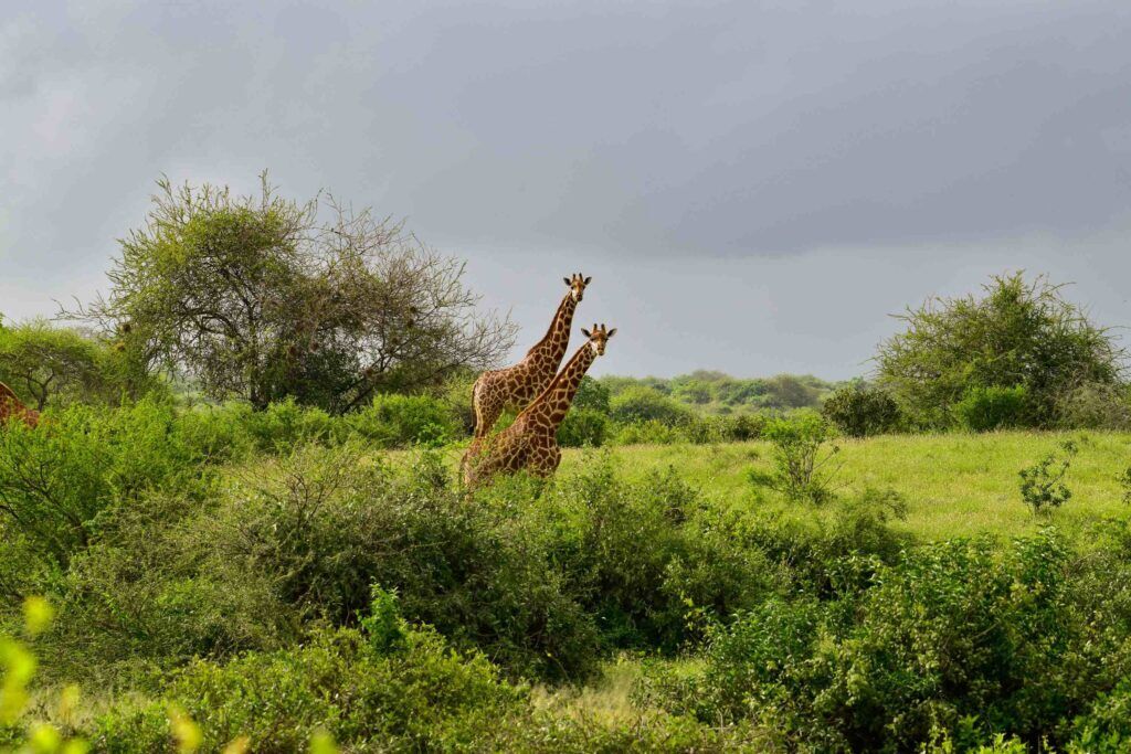 Two giraffes standing in a green landscape with bushes and trees