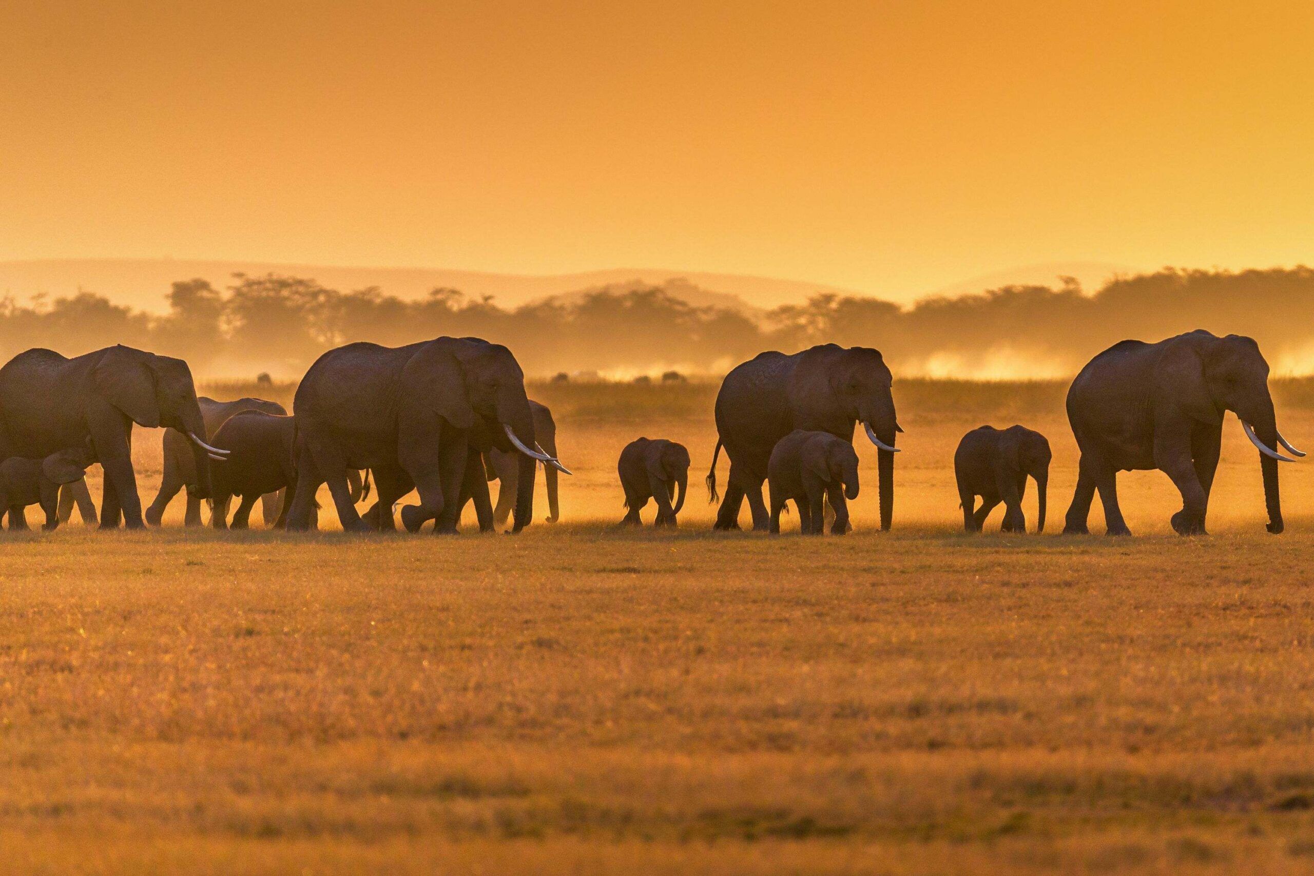 Sundowner at Tulia Amboseli