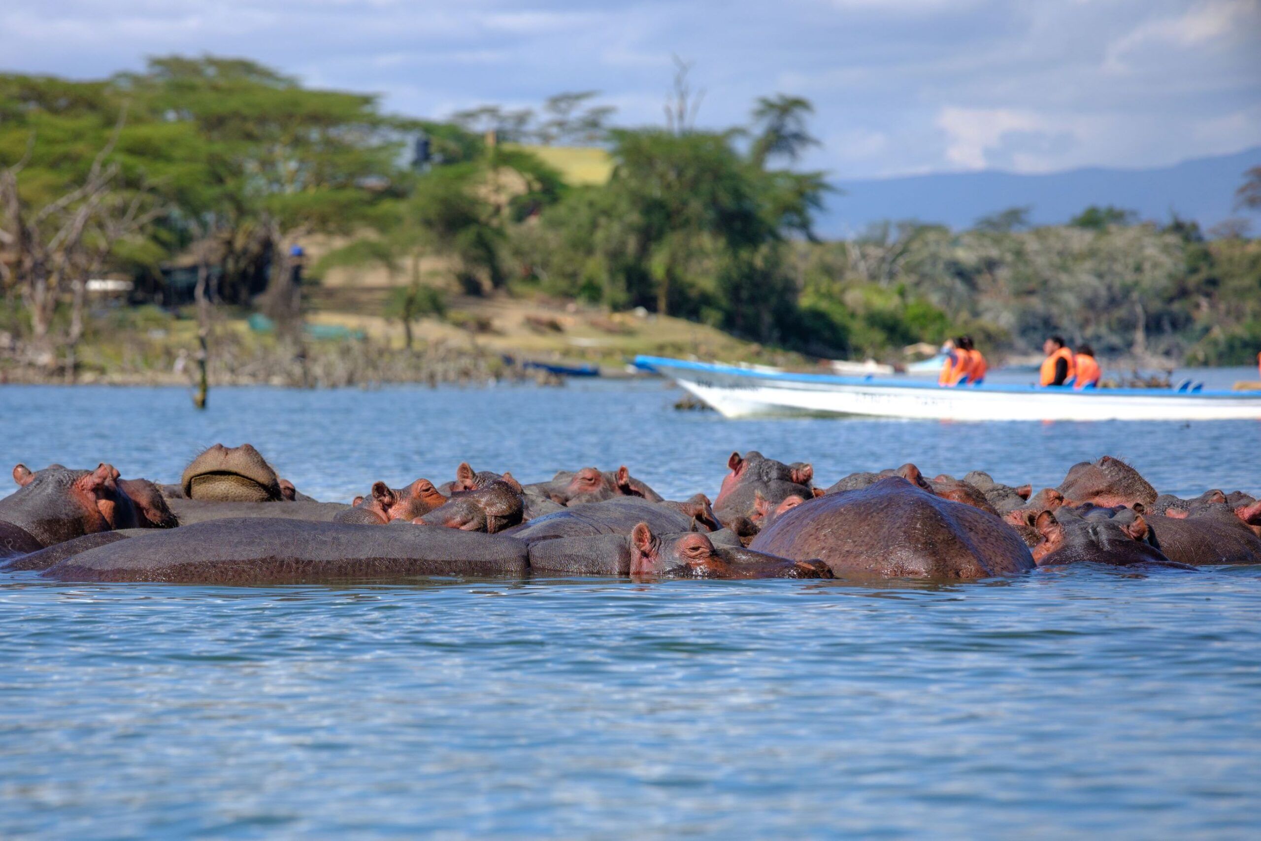 Boat ride on Lake Naivasha & walking safari on Crescent Island