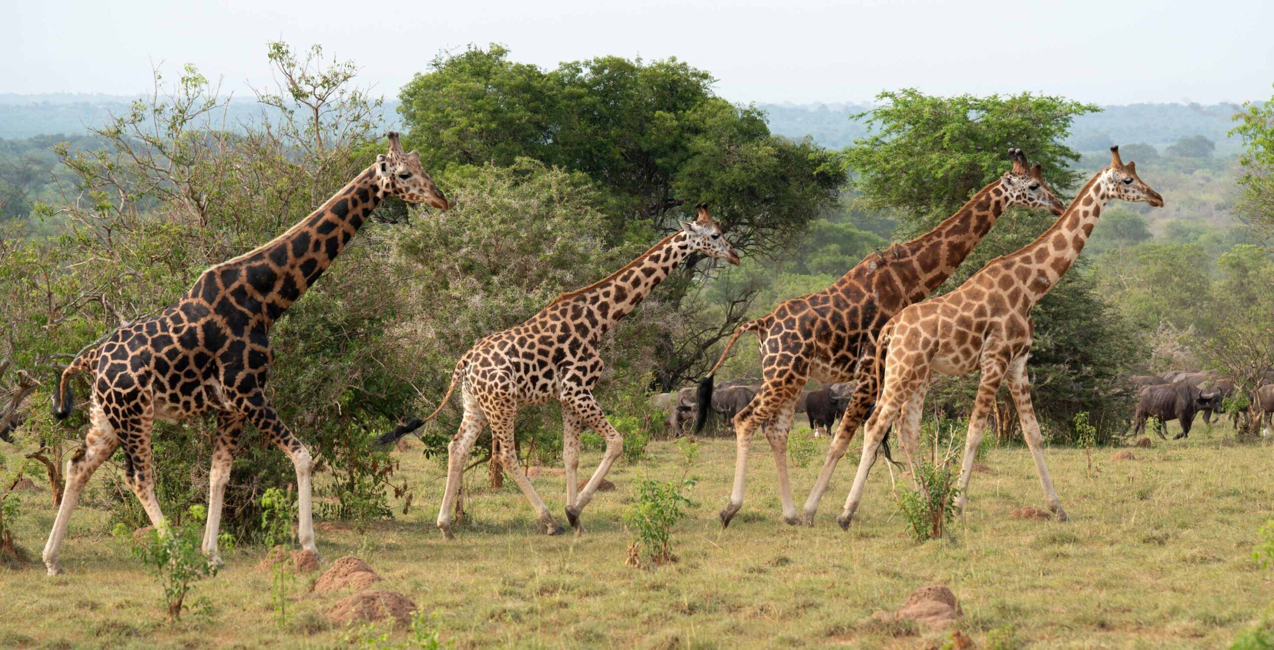 Jeep safari in Murchison Falls National Park