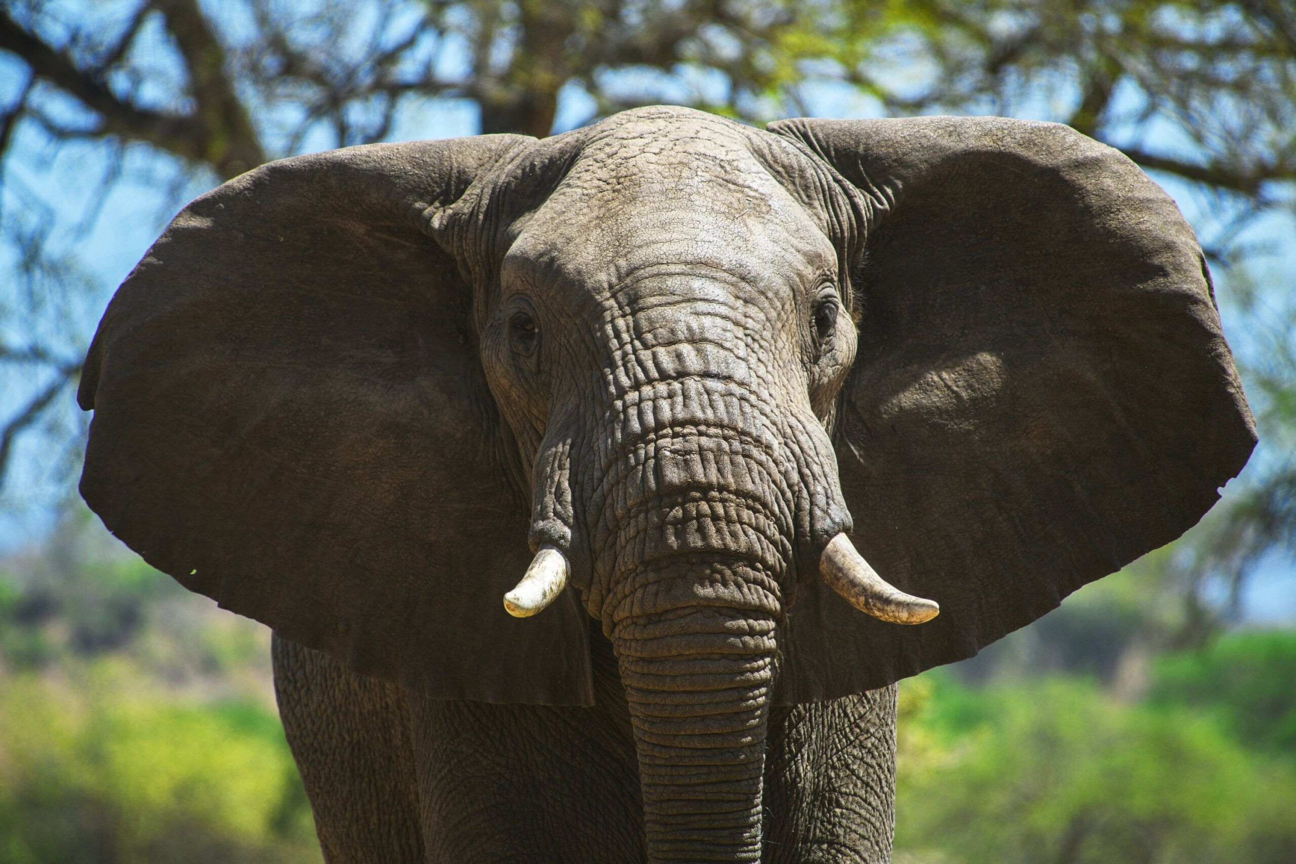 Kidepo Valley National Park