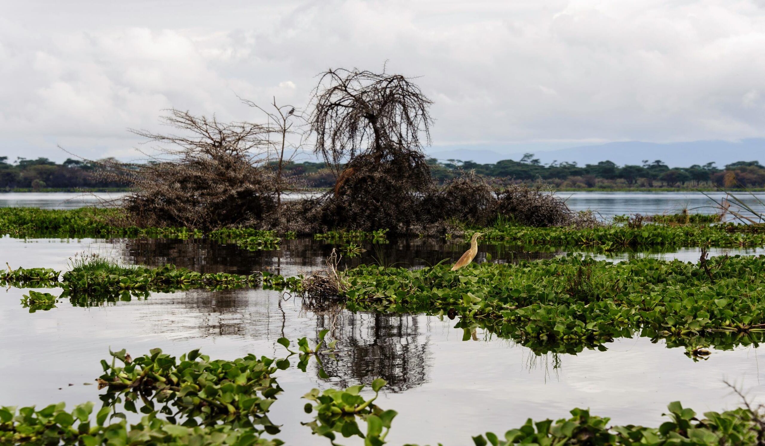 Lake Naivasha
