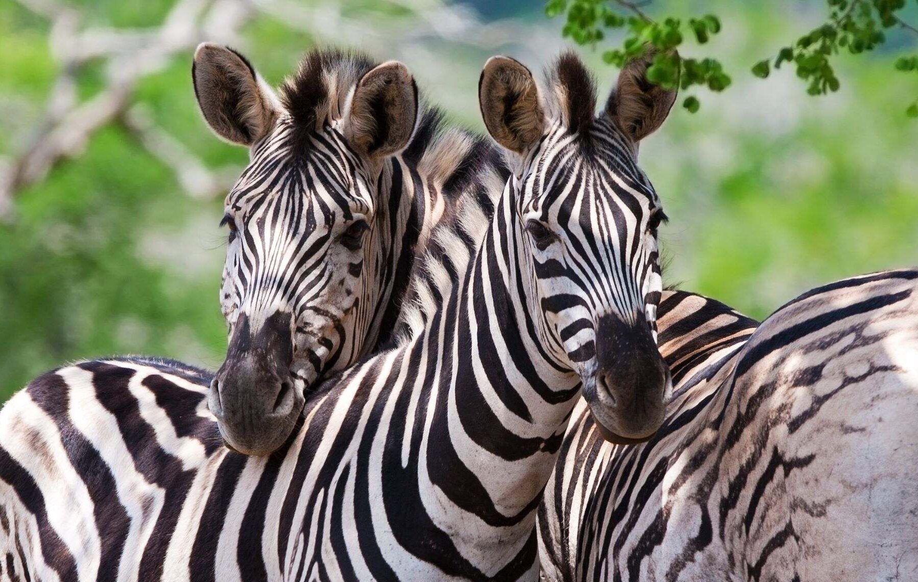 Two zebras standing next to each other, both looking forwards, in Kruger National Park