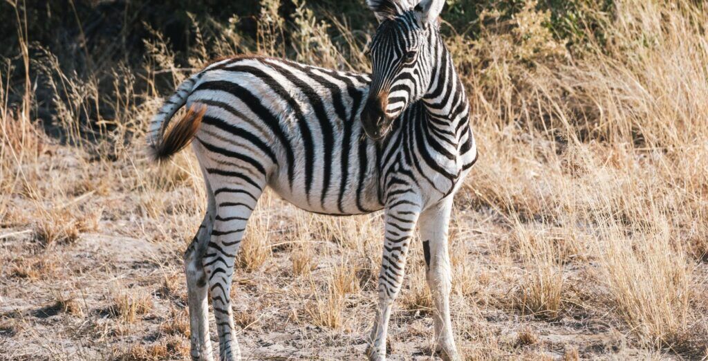 IM_BW_MOR_Zebra foal