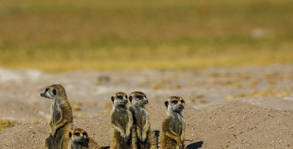 IM_BW_MAK_Meerkats