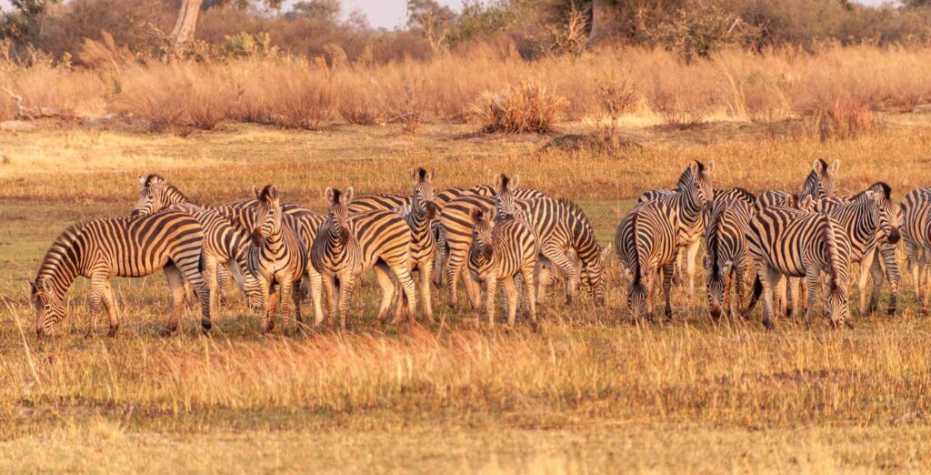 Zebras in Okavango Delta